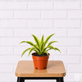 Dracaena Lemon Lime houseplant in grower pot on a stool