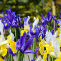 Purple and Yellow Dutch Irises