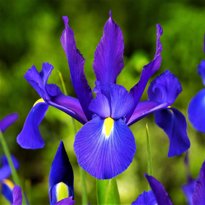 Purple Dutch Iris