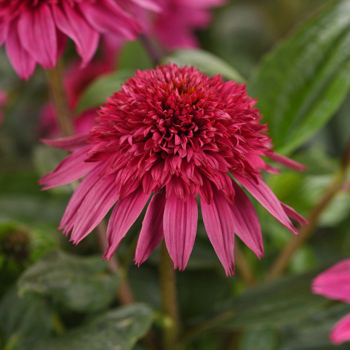 double scoop watermelon echinacea bloom