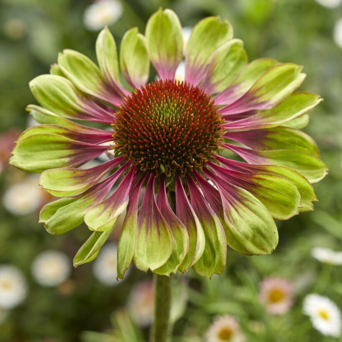 Echinacea green twister flower is green with pink halo and red cone