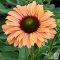Echinacea Sunseeker Rainbow coral and pink flower