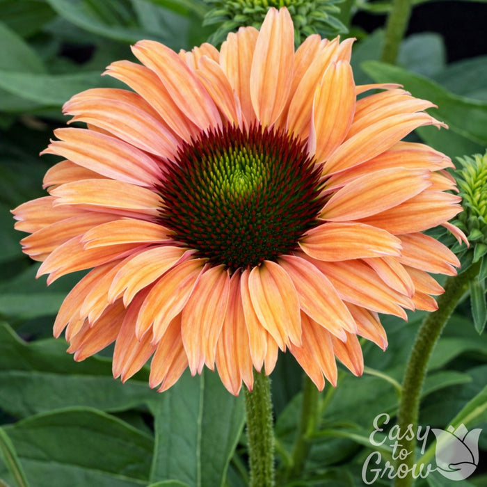 Echinacea Sunseeker Rainbow coral and pink flower