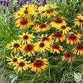 yellow and red flowers of Echinacea SunSeekers Tequila Sunrise
