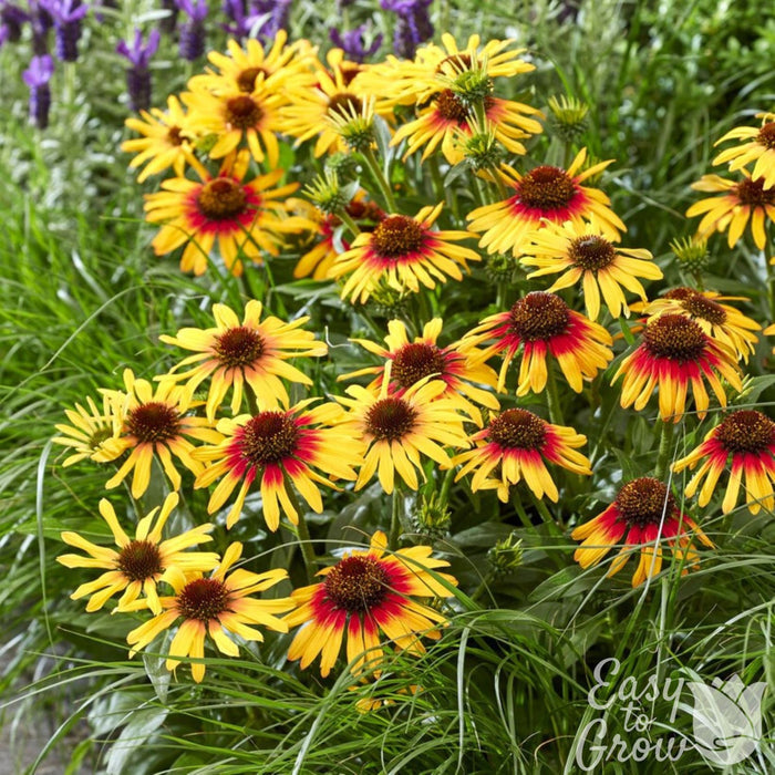 yellow and red flowers of Echinacea SunSeekers Tequila Sunrise