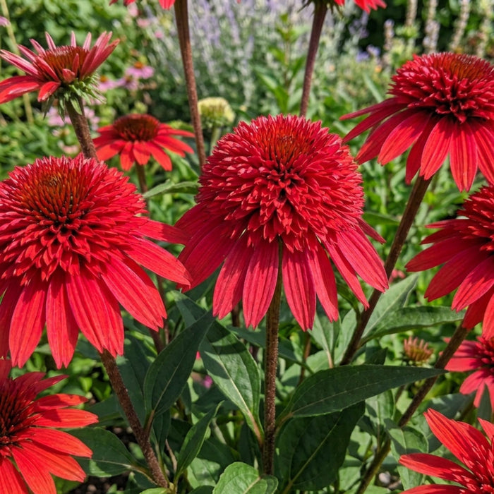 Echinacea Double Scoop™ Strawberry Deluxe 2 Pack