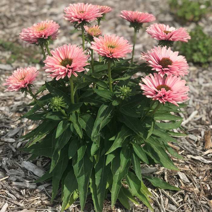 echinacea sunseeker in the garden