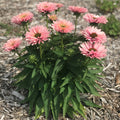 echinacea sunseeker in the garden