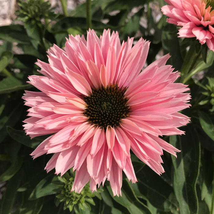 Echinacea pink and green in the garden