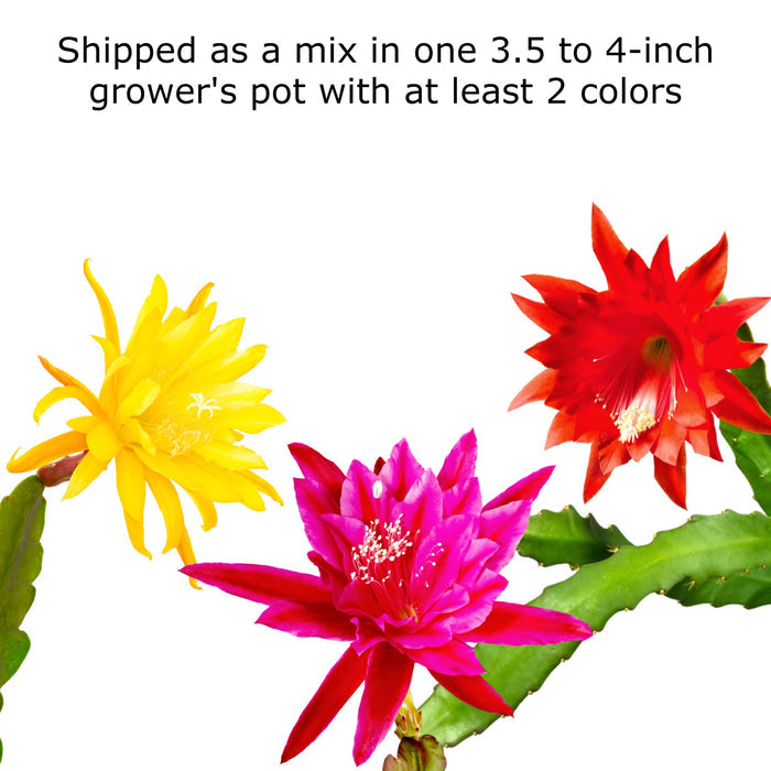 Epiphyllum Orchid Cactus Mix