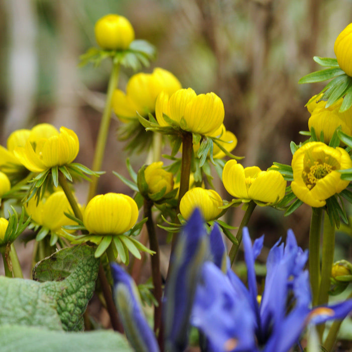 WInter Aconite Eranthis Flowers