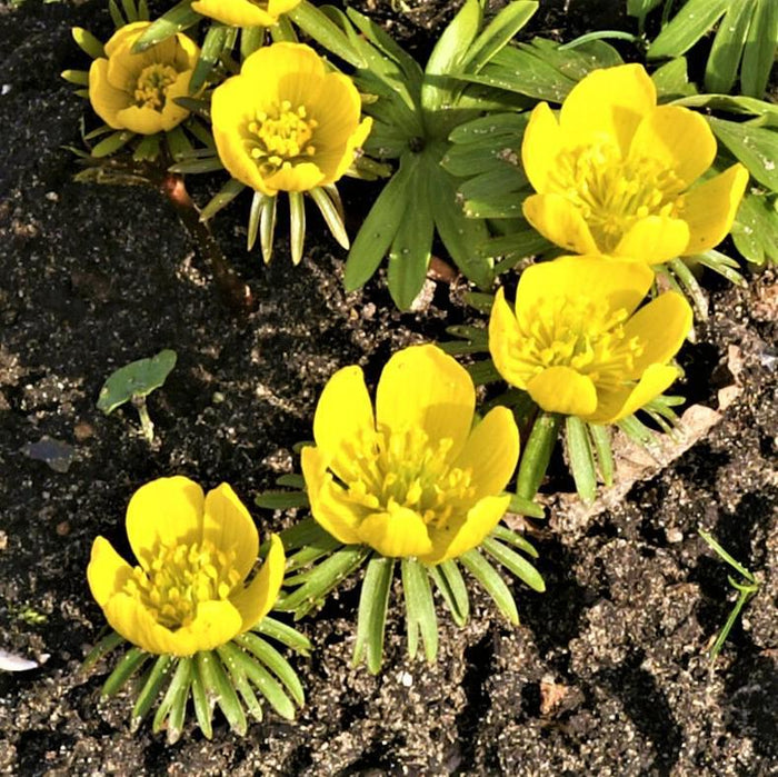 Planted Winter Aconite Yellow Flowers