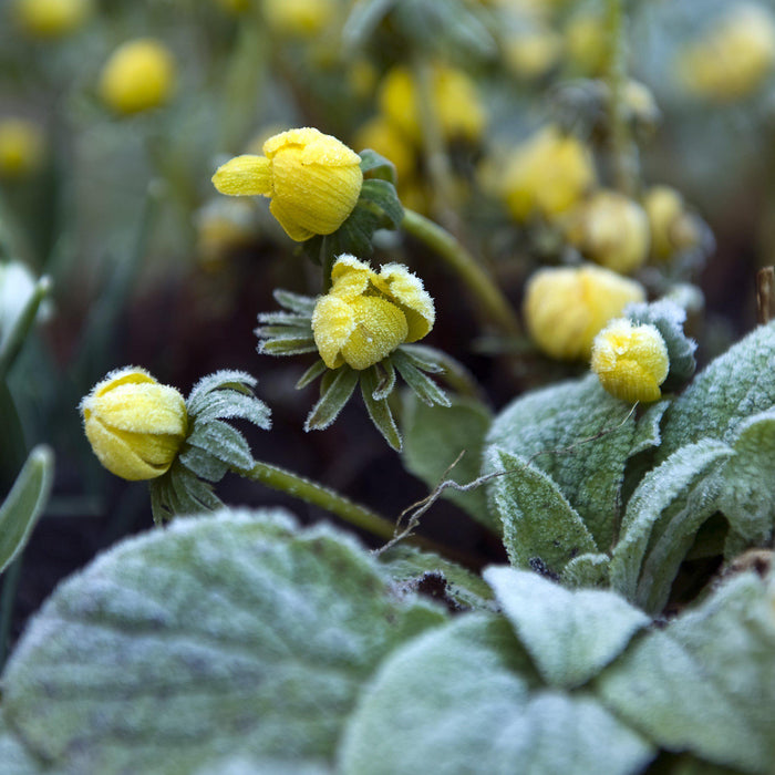 Tiny yellow winter anconite eranthis
