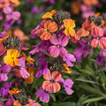 multicolor orange pink purple flowers of Erysimum Bronze Rose