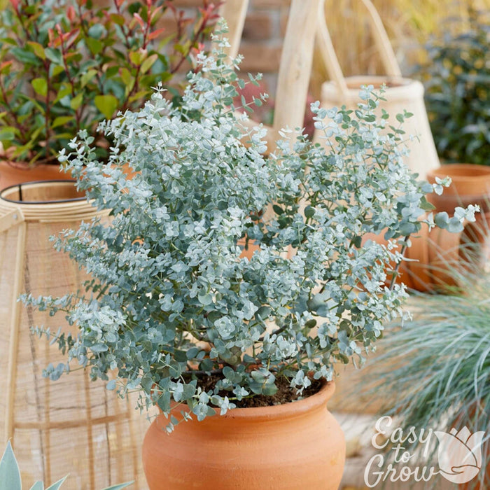 Eucalyptus Silver Dollar potted shrub in terracotta pot