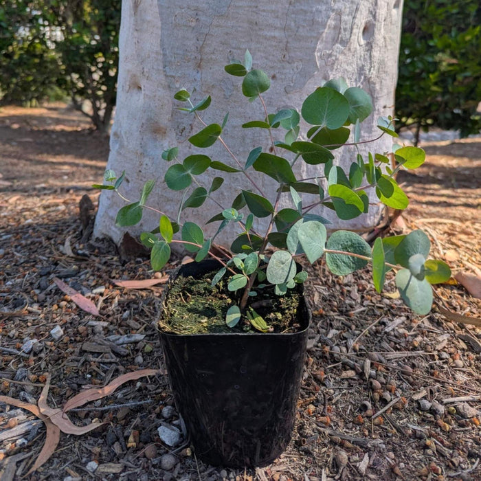 Eucalyptus silver dollar shipped as shown
