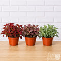 Fittonia Nerve Plant houseplant assorted colors
