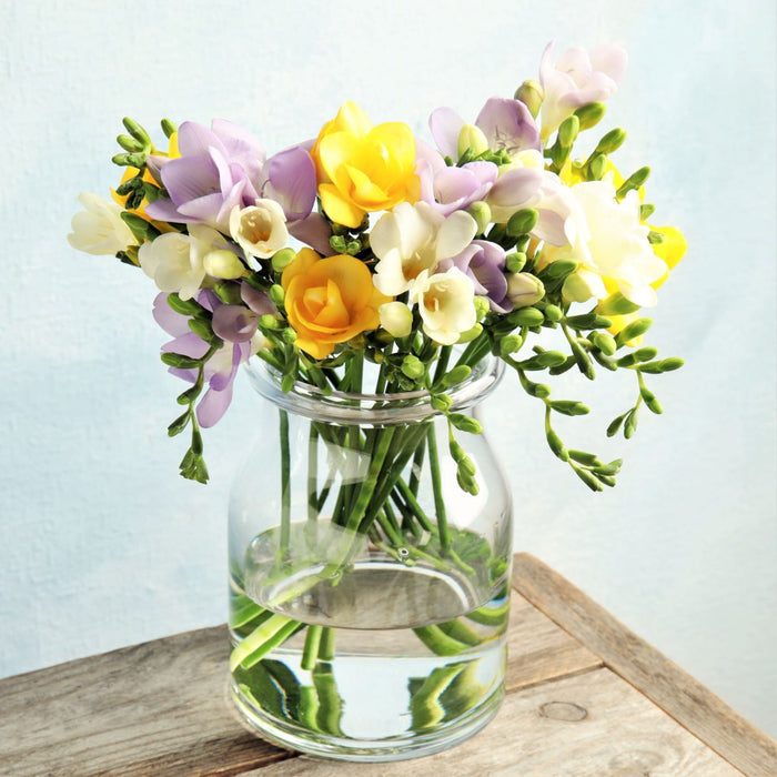 Violet-blue, yellow and white freesias blooming in a vase