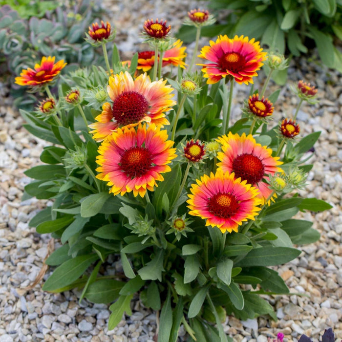 Beautiful Gaillardia Arizona Sun blooms in shades of red, pink, orange and yellow.