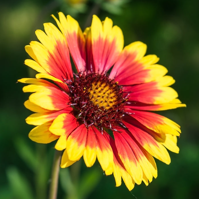 The Arizona Sun flowers are fiery red-orange blooms flamed with yellow tips and a huge, darker orange center with yellow stamin