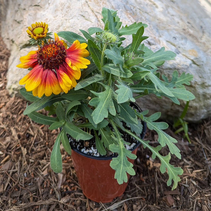 Gaillardia Arizona Sun in a grower's pot