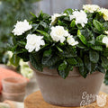 Gardenia plant blooming in a pot