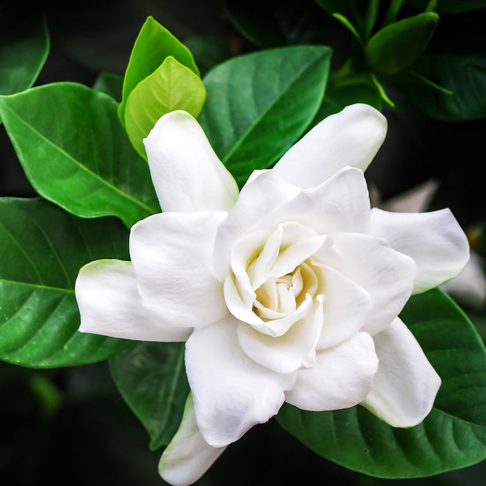 Closeup of Gardenia flower
