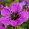 purple geranium flower