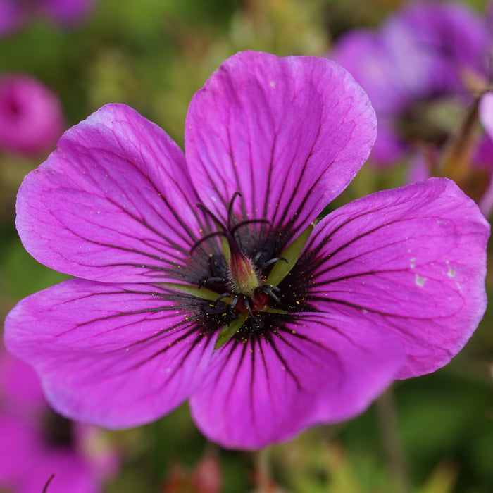purple geranium flower
