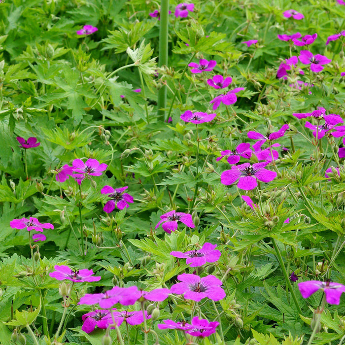 patricia geranium plant