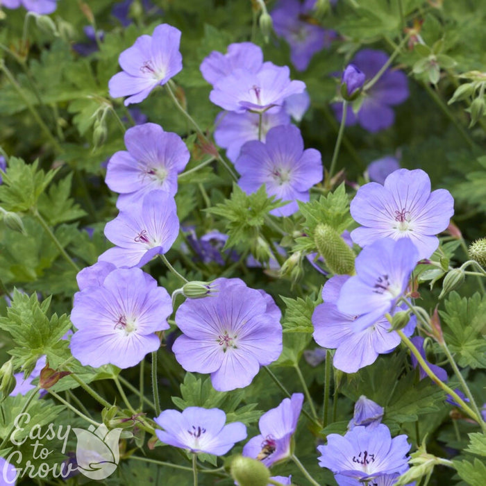 lavender-purple flowers of Geranium Rozanne cranesbill