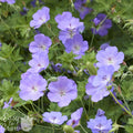 lavender-purple flowers of Geranium Rozanne cranesbill