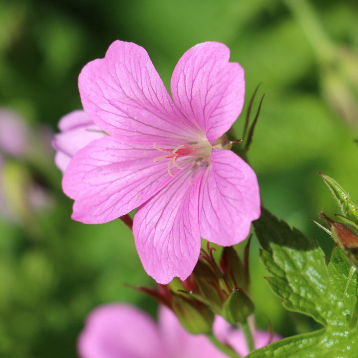 Pastel Pink Geranium Flower