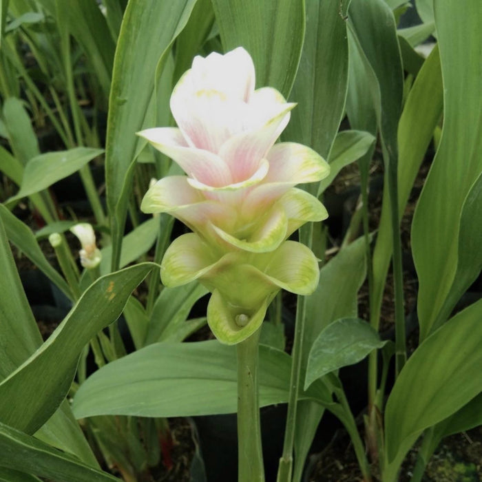 Ginger Anna Paulowna - light pink and white flower