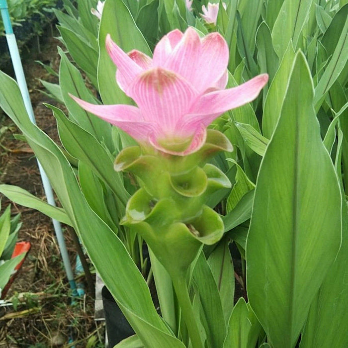 pink flowers of Ginger Bangkok Supreme