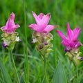 Ginger Beauty Pink flowers feature bright pink spires with purple bicolor flowers