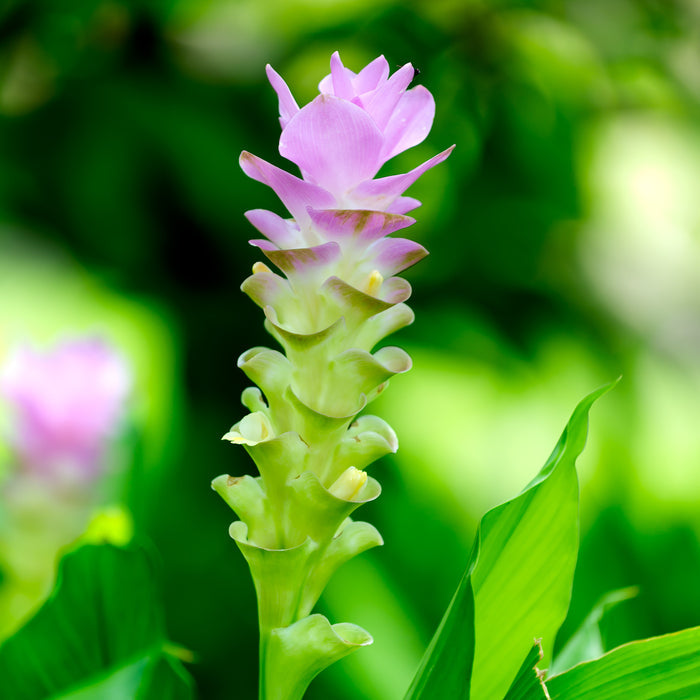 Rosy-tipped "pink wonder" ginger
