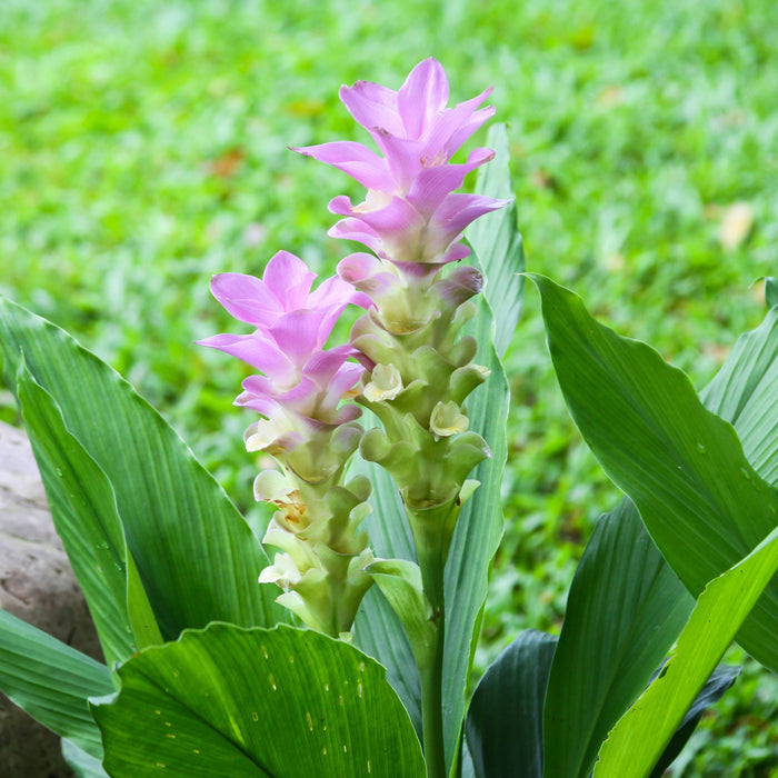 Beautiful "Pink Wonder" Ginger