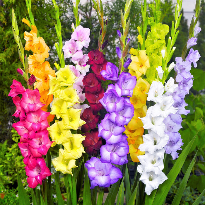 Multi color glads mix