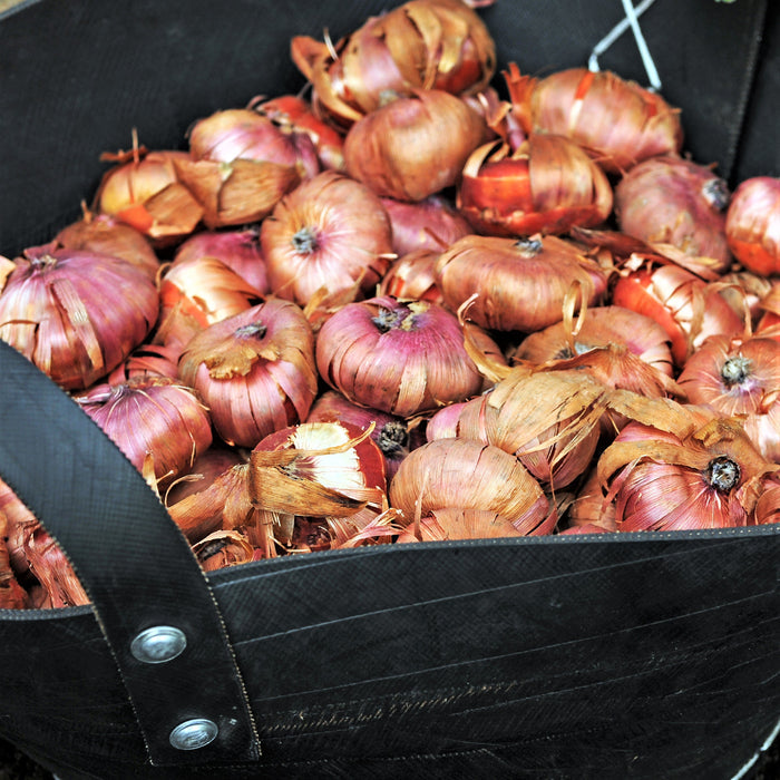 gladiolus bulbs