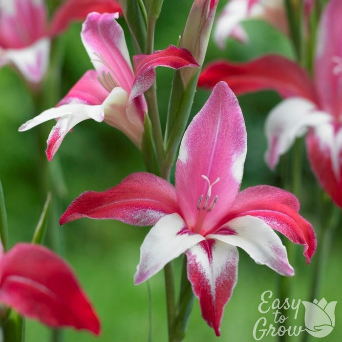 Dwarf pink and white hardy gladiolus galaxian