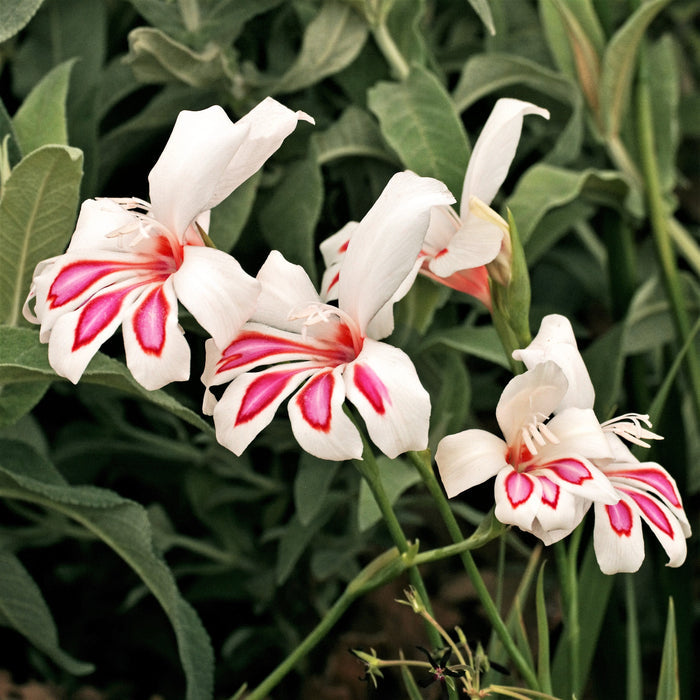 white and pink prins claus flowers