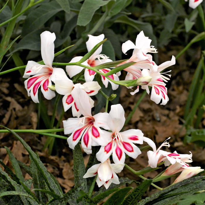 gladiolus prins claus flowers