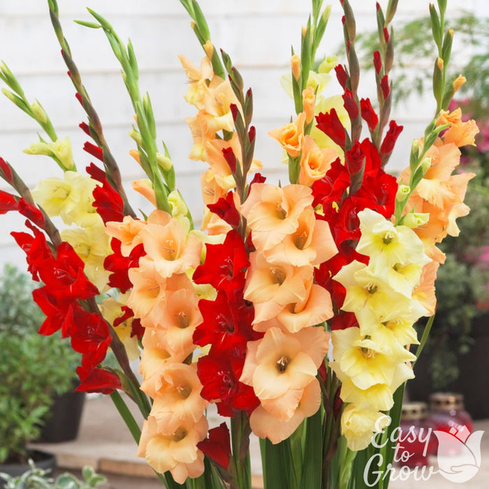 Beautiful red, peach, and yellow Gladiolus flowers