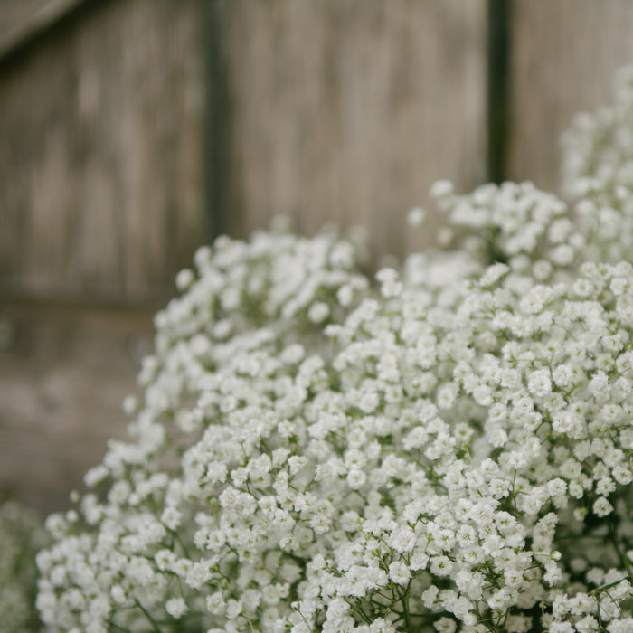 Tiny White Blooms of Gypsophila Paniculata