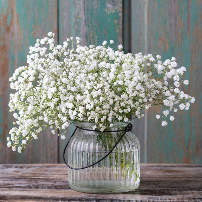 Pure White Clouds of Tiny Flowers