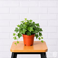 English Green Ivy potted houseplant in grower pot on a stool