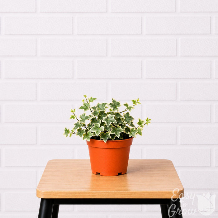 Variegated Ivy houseplant in a grower pot on a stool