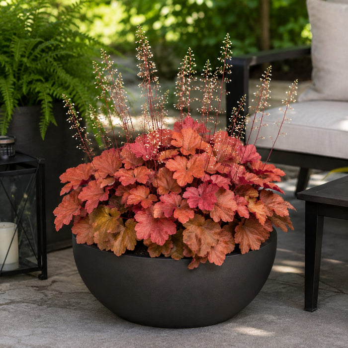 Heuchera Cinnamon Stick planted in a pot