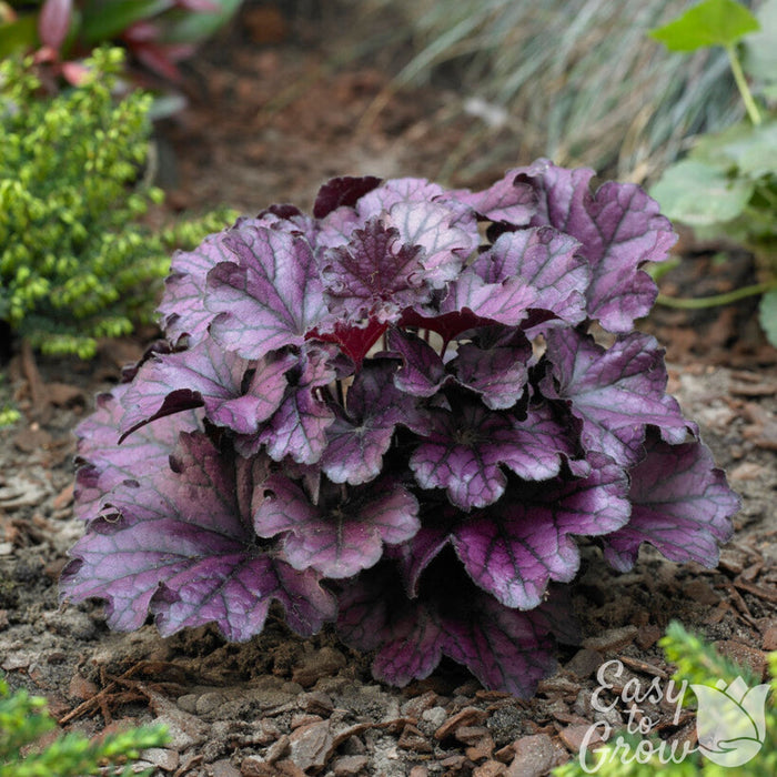 Heuchera Forever Purple in the garden
